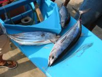 Nice catch of gulyasan.