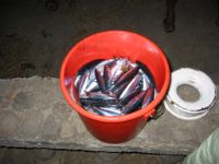 Another good catch of tulingan (small mackerel) - good, but not as tasty as its North Sea relative.