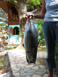 A big tuna caught with the trawl.