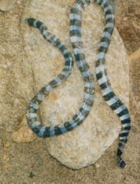 A black-banded sea snake seen on a shallow beach. It is highly poisonous, but supposedly not so dangerous due to its tiny fangs.