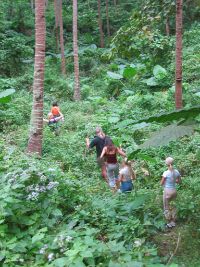 The generally steep hillside from Barangay Ligaya to the top of Calumpan Peninsula, is mosly covered with thich tropical greenery.