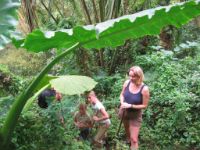 Big leaves like these are sometimes used as umbrellas by the locals.