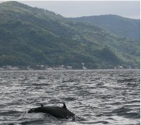 Dolphins jumping in Balayan Bay - a fairly common sight although they compete with the local fishermen for the same declining schools of yellowfin and gulyasan.