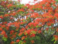 Fire tree in Barangay Solo in Anilao.