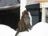 Makak monkey in Puerto Galera.