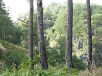 Pine trees in Sagada.