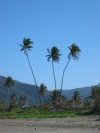 Palms at Baler beach.