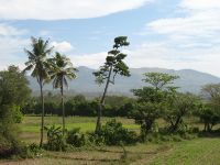 The southern part of the western road was fairly green, however everything got dry and yellow further north.