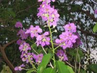 The banaba tree has nice flowers and the leaves have proven medical applications.