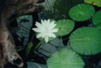 Lotus from the fish pond.