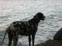 Chubby, the dalmatian, spent a good part of her life on Tamarind Beach.